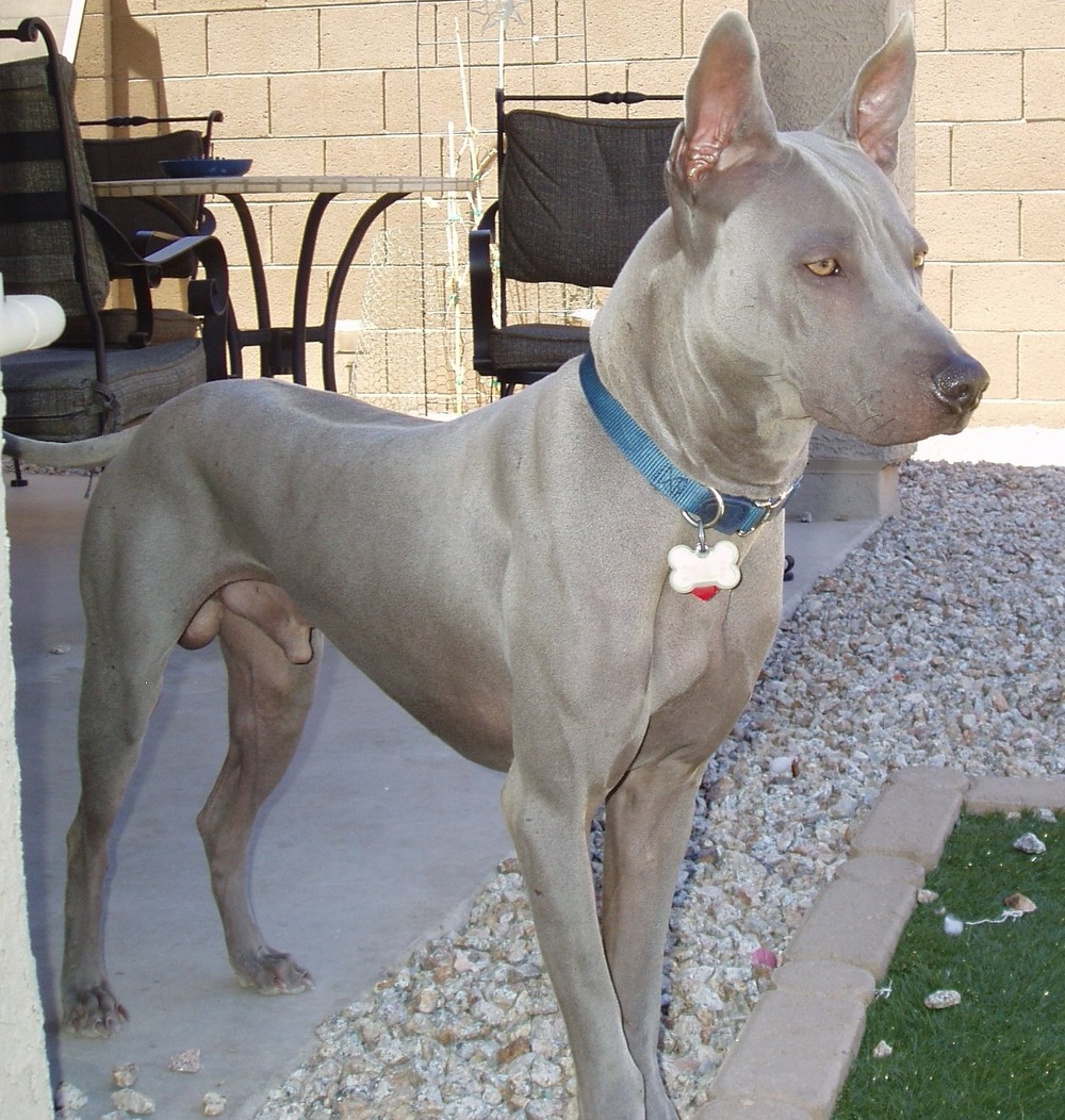 Thai Ridgeback sitting calmly outdoors