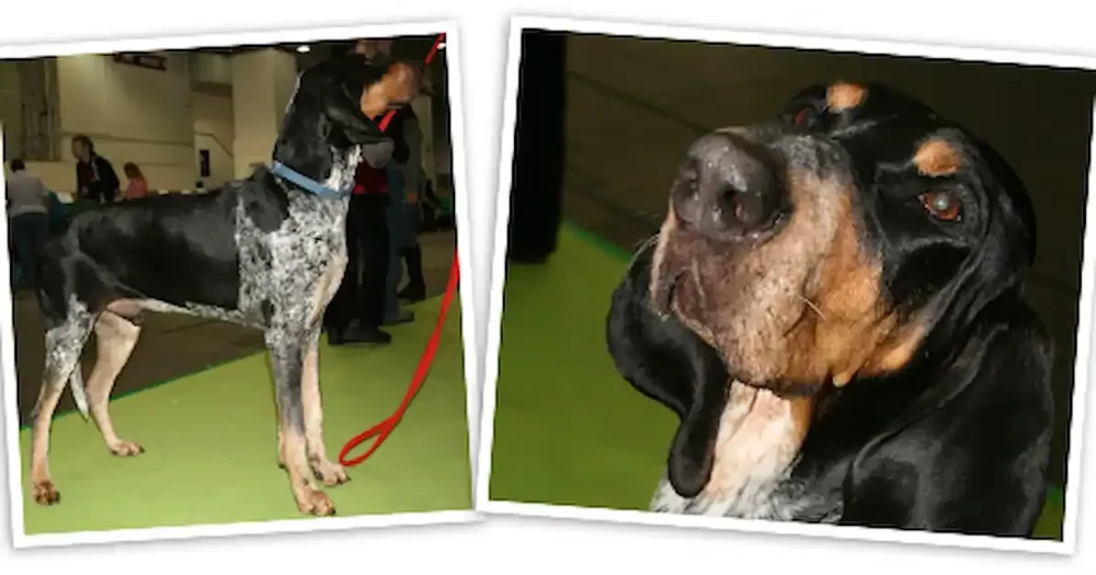 Grand Bleu de Gascogne head and ears close-up