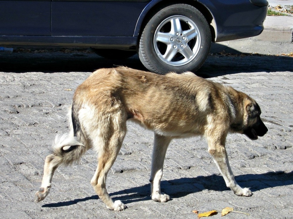 Kars Dog resting and watching its surroundings