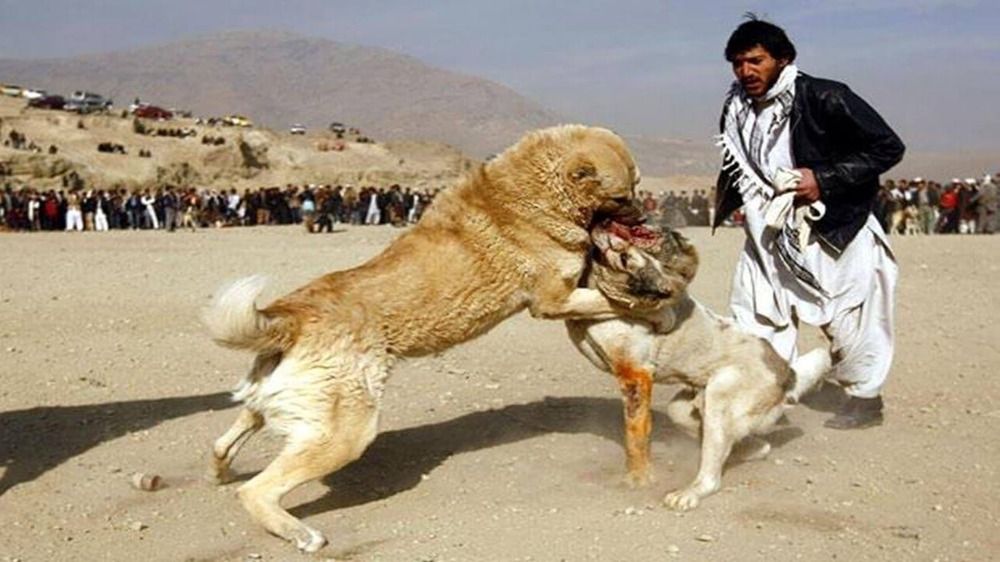 Bully Kutta standing beside a fence