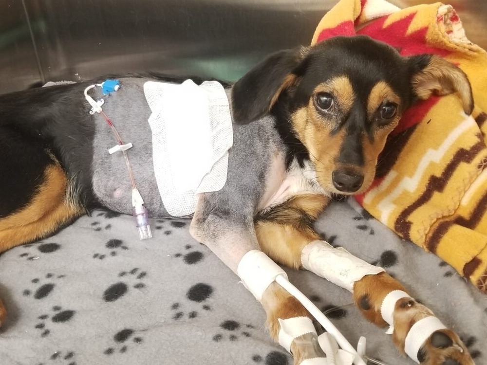 Small dog being examined by a veterinarian