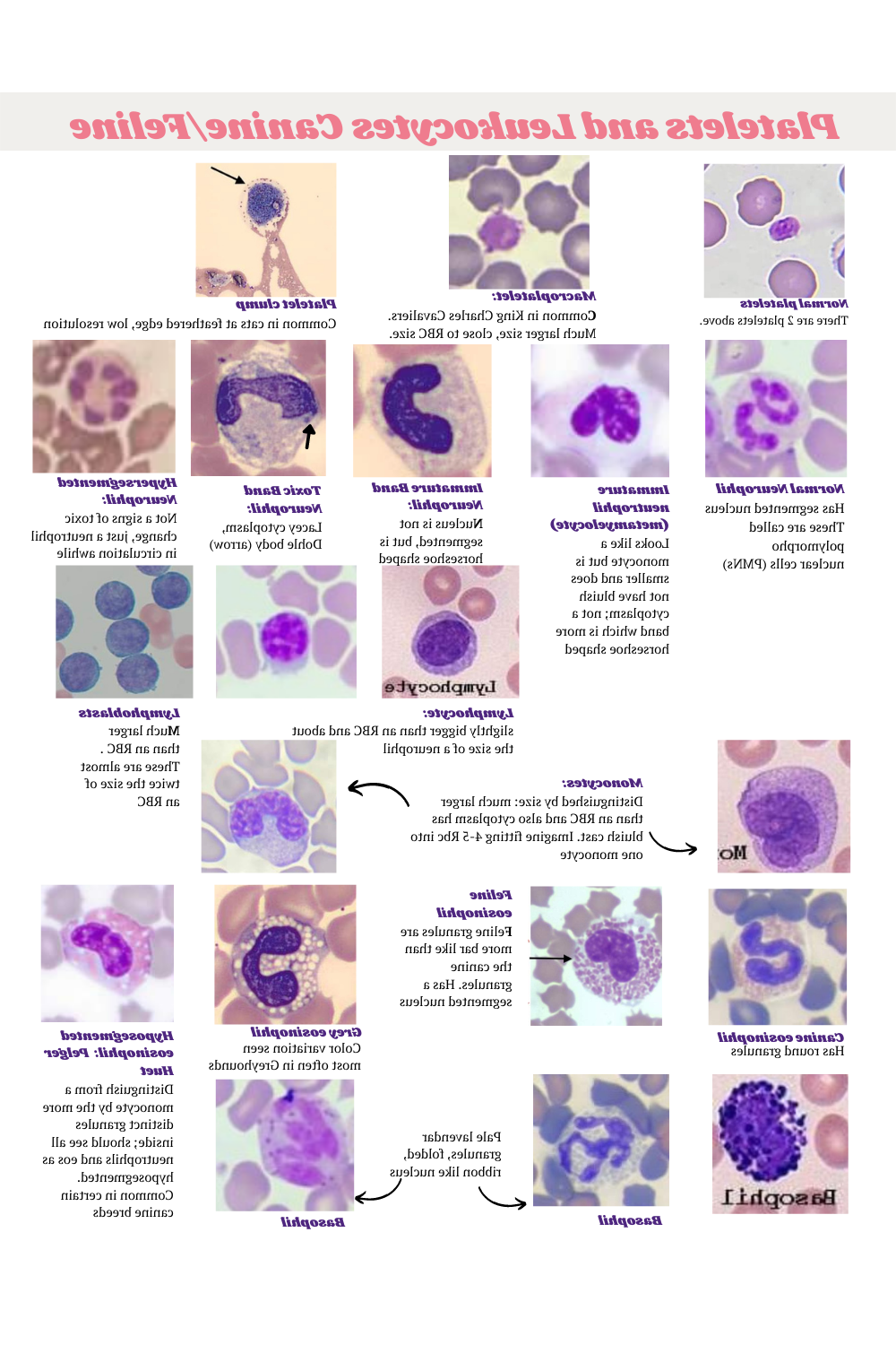 Diagram-style illustration of red blood cells in a vessel