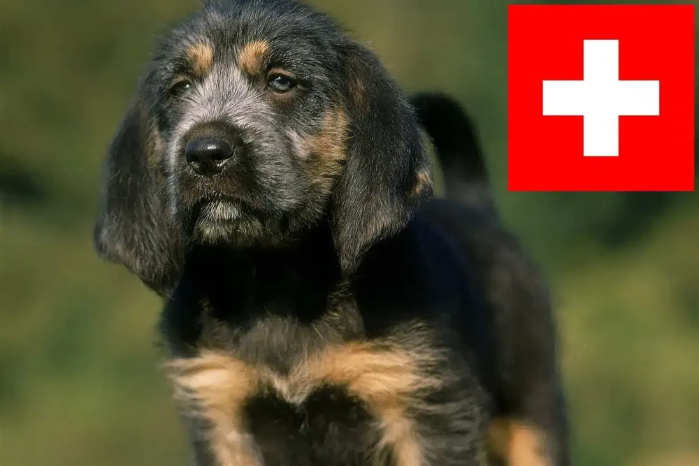 Griffon Nivernais resting on the ground