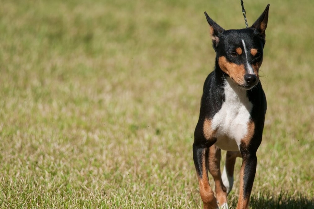 Small terrier-type dog with short coat looking to the side