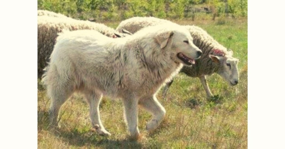 Vikhan-type dog standing outdoors