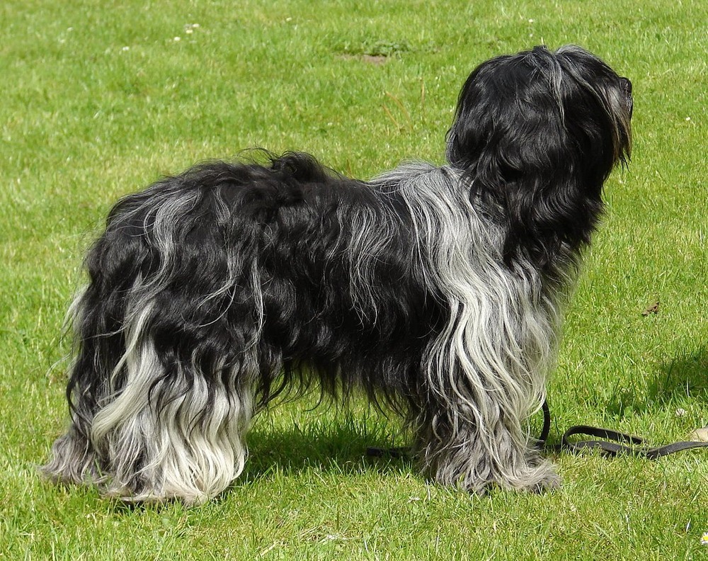 Schapendoes sitting calmly outdoors