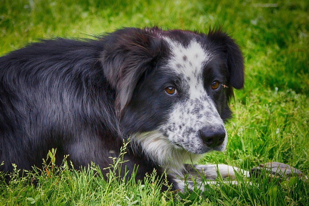 Veterinary clinic treatment area with monitoring equipment