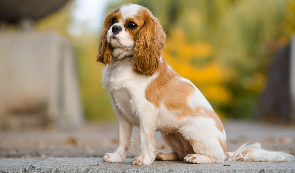 King Charles Spaniel resting on a soft surface