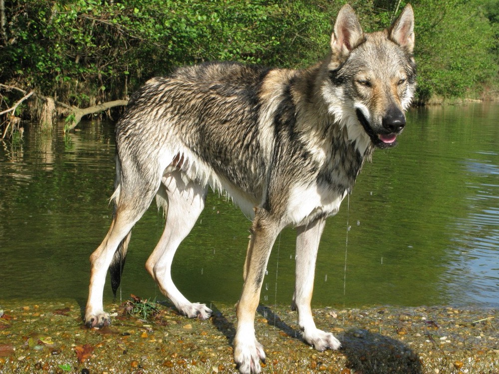 Wolf-like dog head and shoulders view
