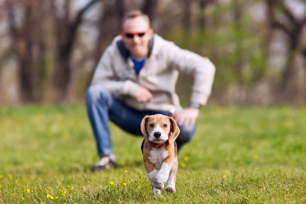 Dog sitting beside its owner outdoors