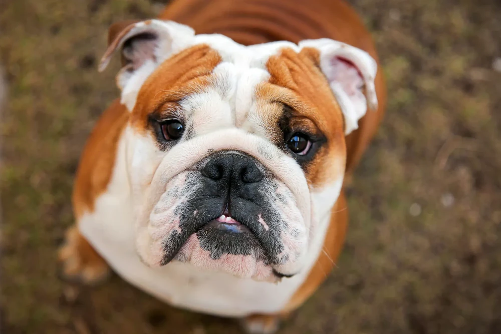 English Bulldog resting on grass
