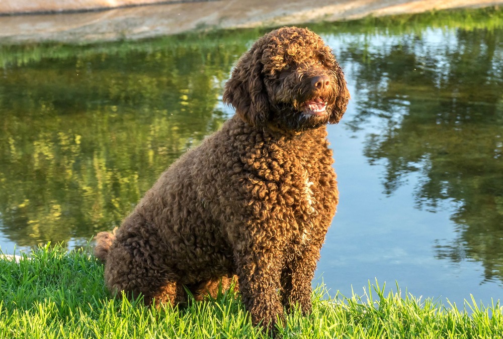 Dog standing near water outdoors