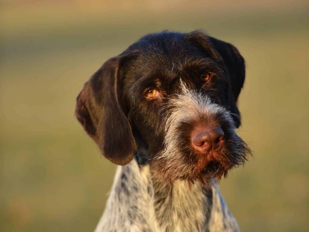 German Longhaired Pointer standing outdoors