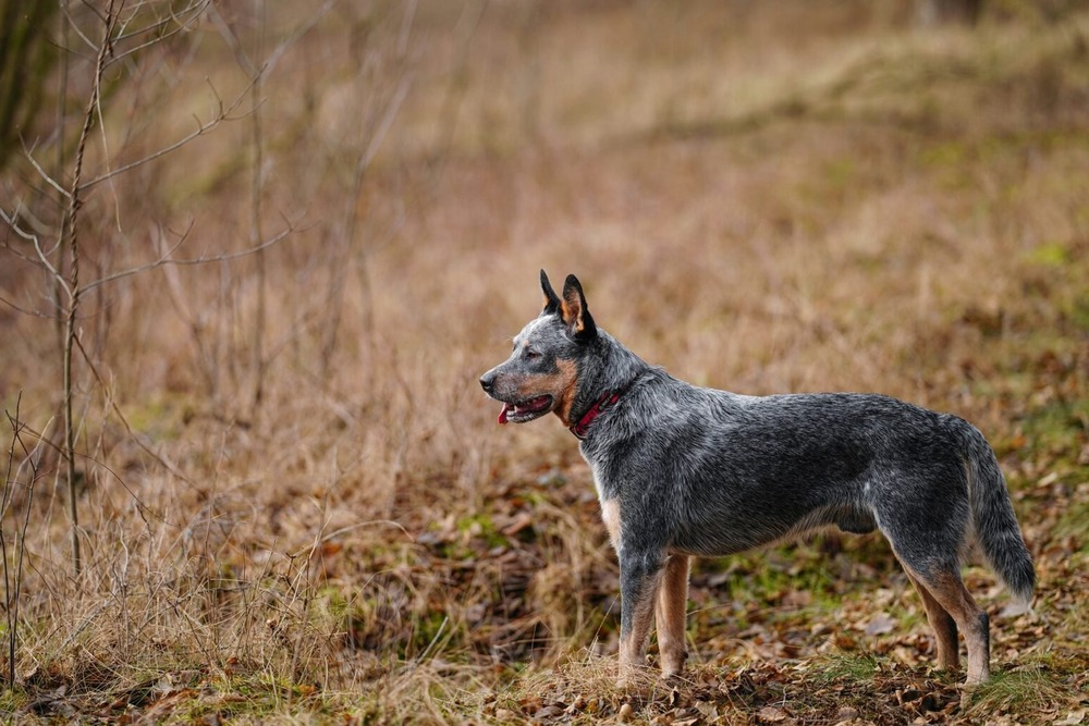 Australian Cattle Dog looking up attentively