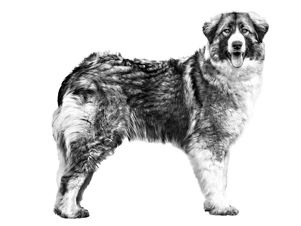 Carpathian Shepherd Dog looking alert in a yard