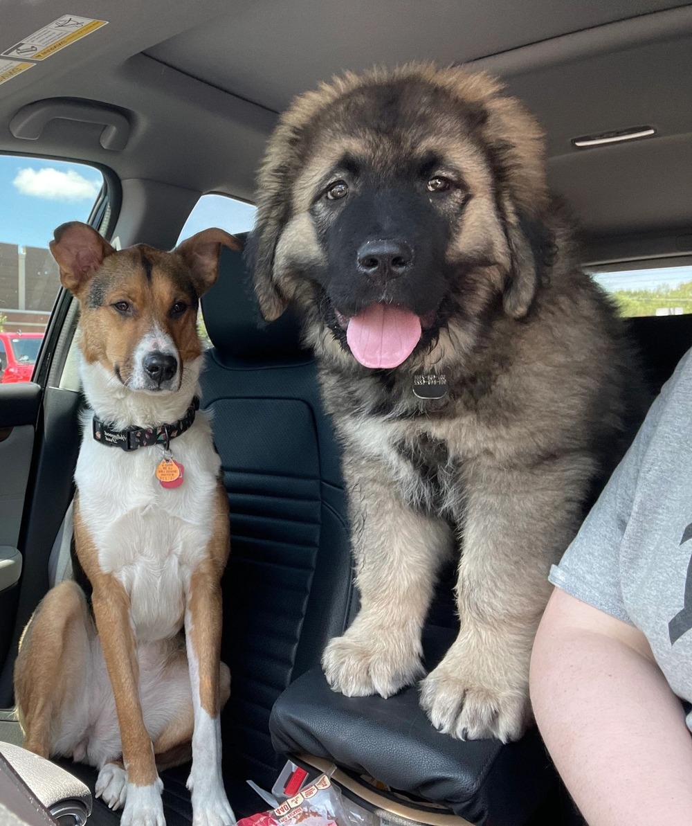 Caucasian Shepherd dog standing outdoors