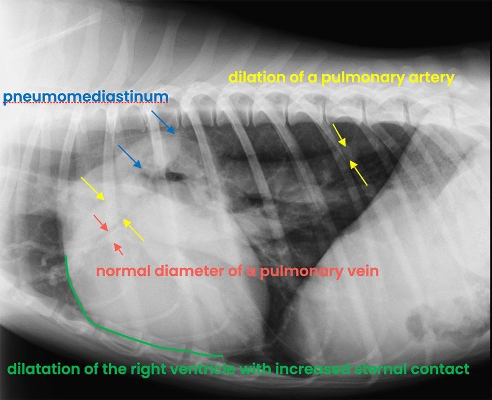 Dog resting while breathing calmly