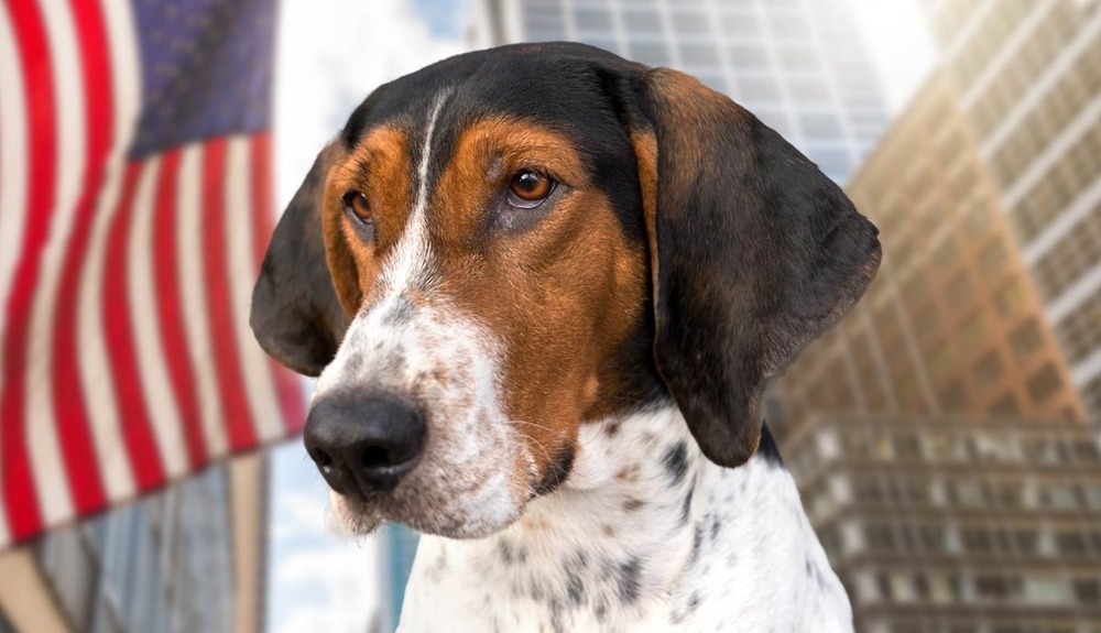 Treeing Walker Coonhound looking alert