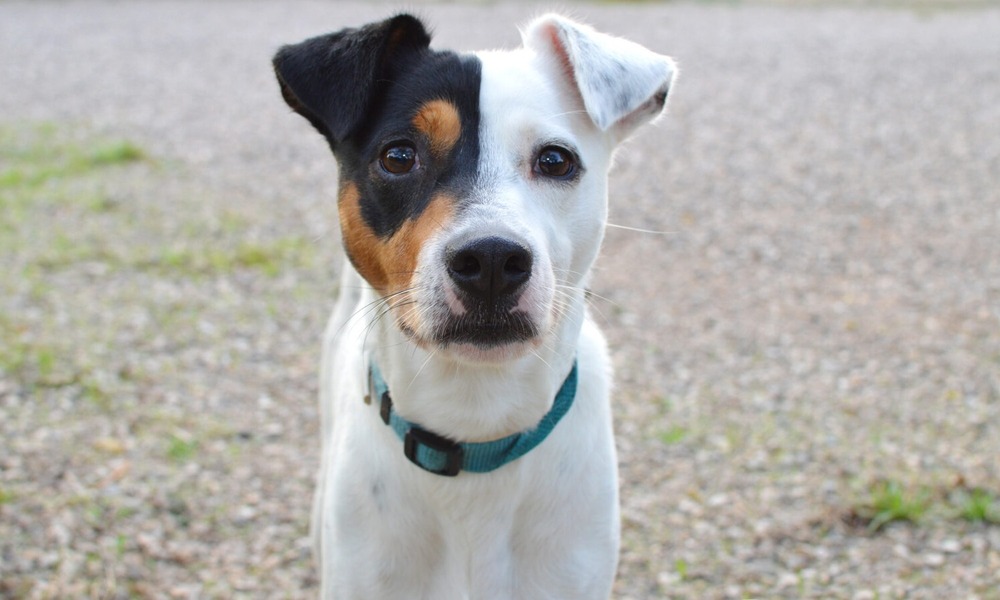Small ratter-type dog standing alert