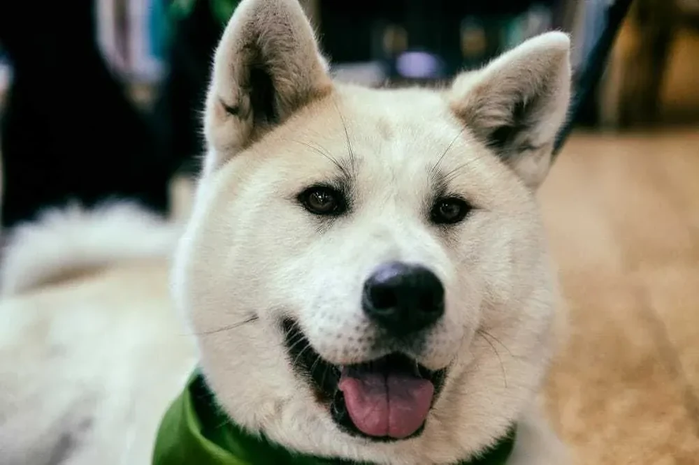 Kishu dog portrait with pricked ears