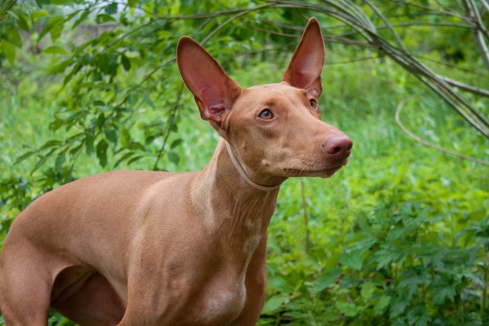 Pharaoh Hound sitting attentively