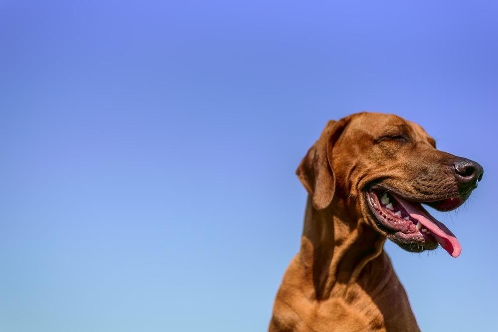 Dog waiting near an empty food bowl