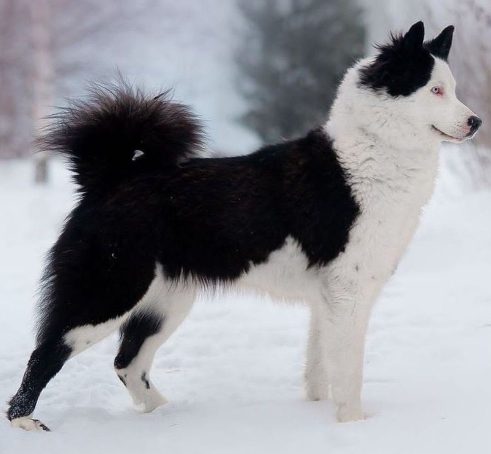 Yakutian Laika coat texture and markings
