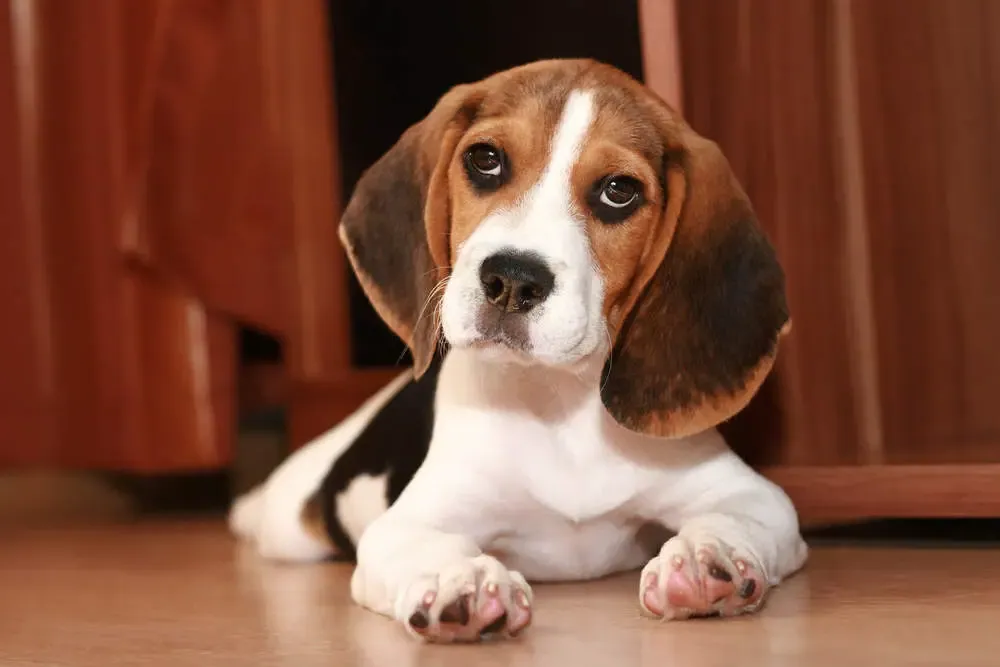 Close view of a Beagle face with long ears