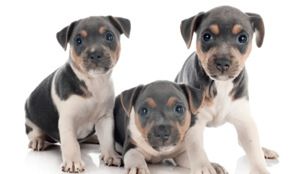 Terrier Brasileiro close up portrait