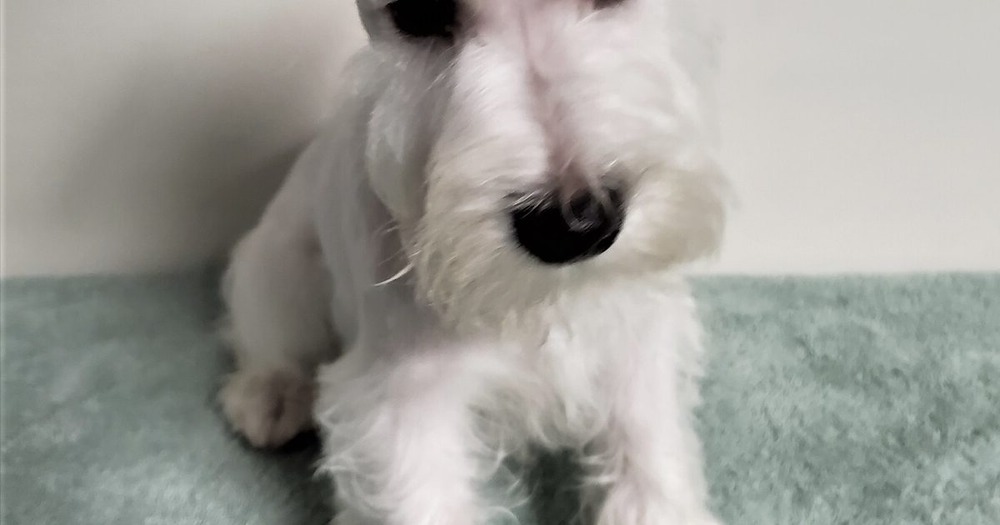 Dog meeting a person calmly on a lead
