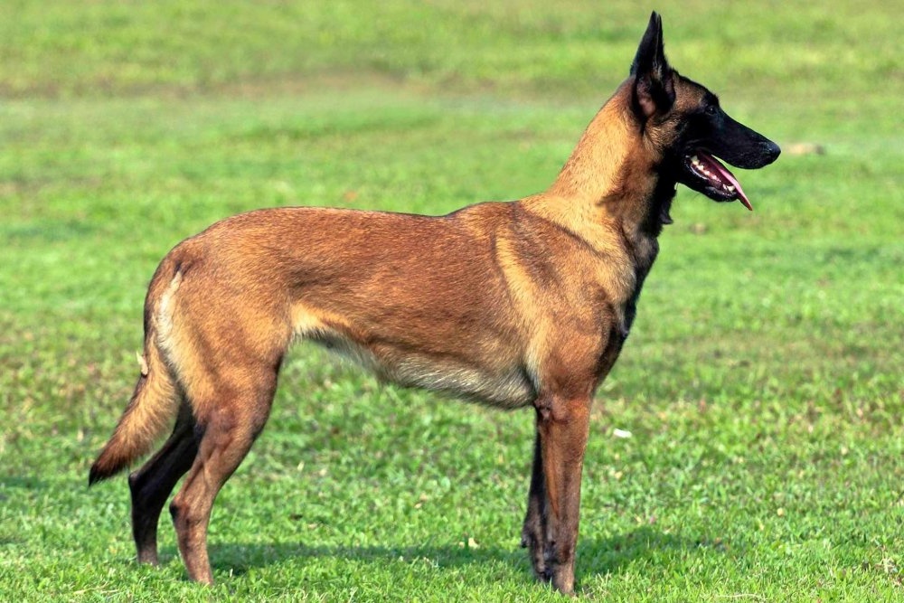Belgian Malinois running on grass