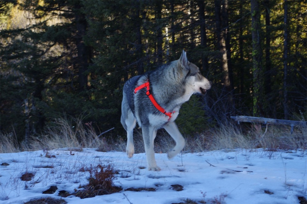 Grey Jämthund standing outdoors