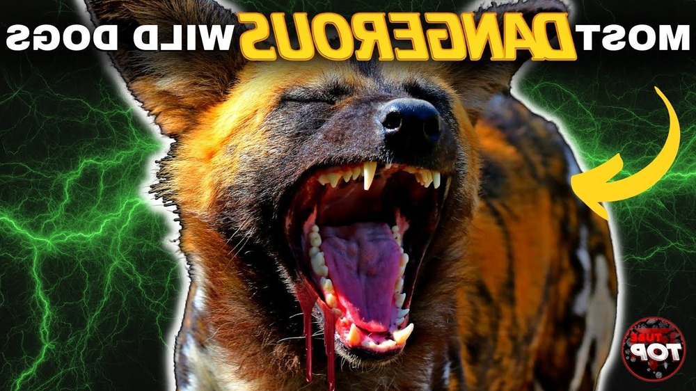 Athletic wolf-like dog in profile