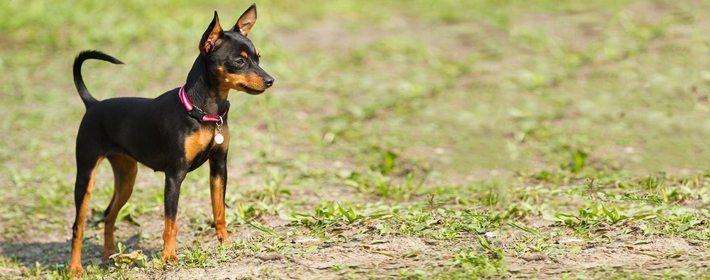 Miniature Pinscher during a walk