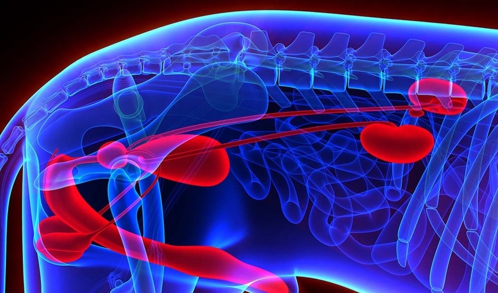 Dog outdoors during a toilet break