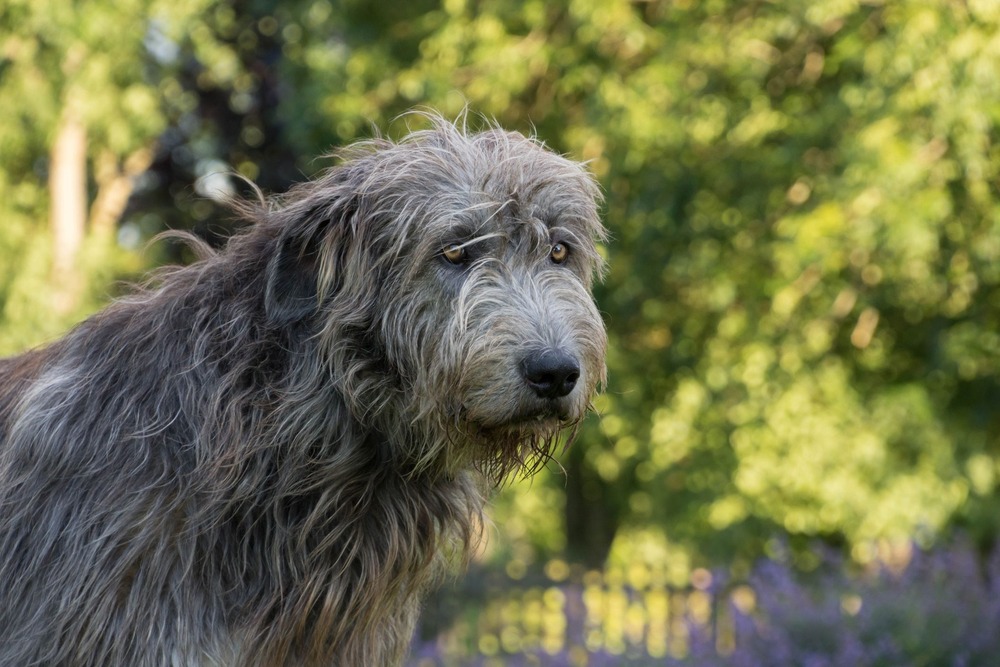 Irish Wolfhound walking on lead