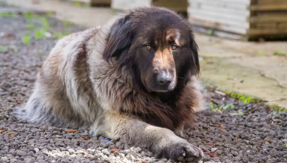 Estrela Mountain Dog showing full coat