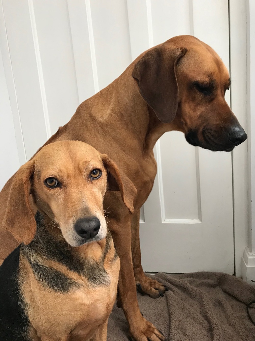 Greek Harehound standing outdoors