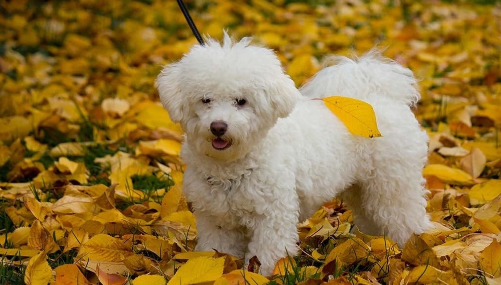 Bolognese dog standing, showing compact build and white coat