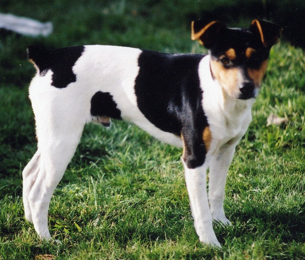 Rat Terrier standing outdoors