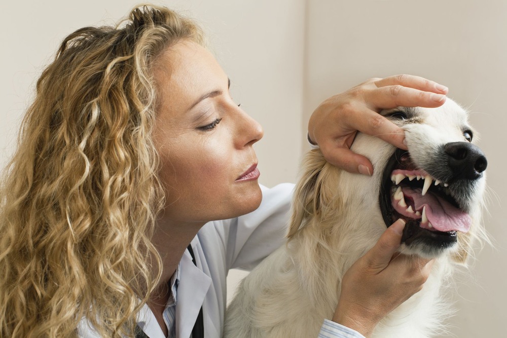 Close-up of a dog's teeth with plaque near gums