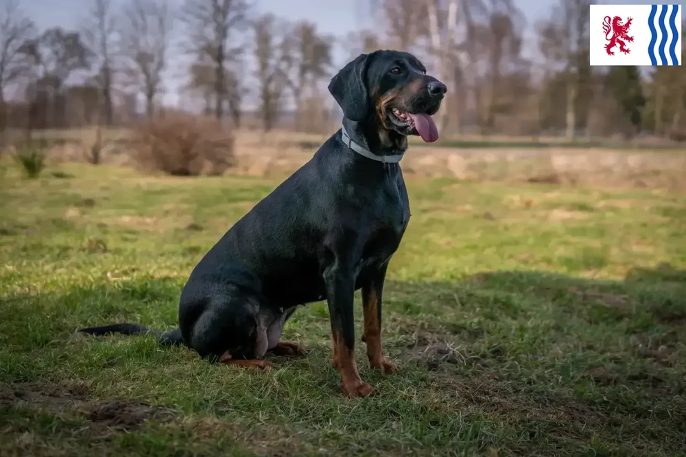 Gończy Polski close-up of head and ears