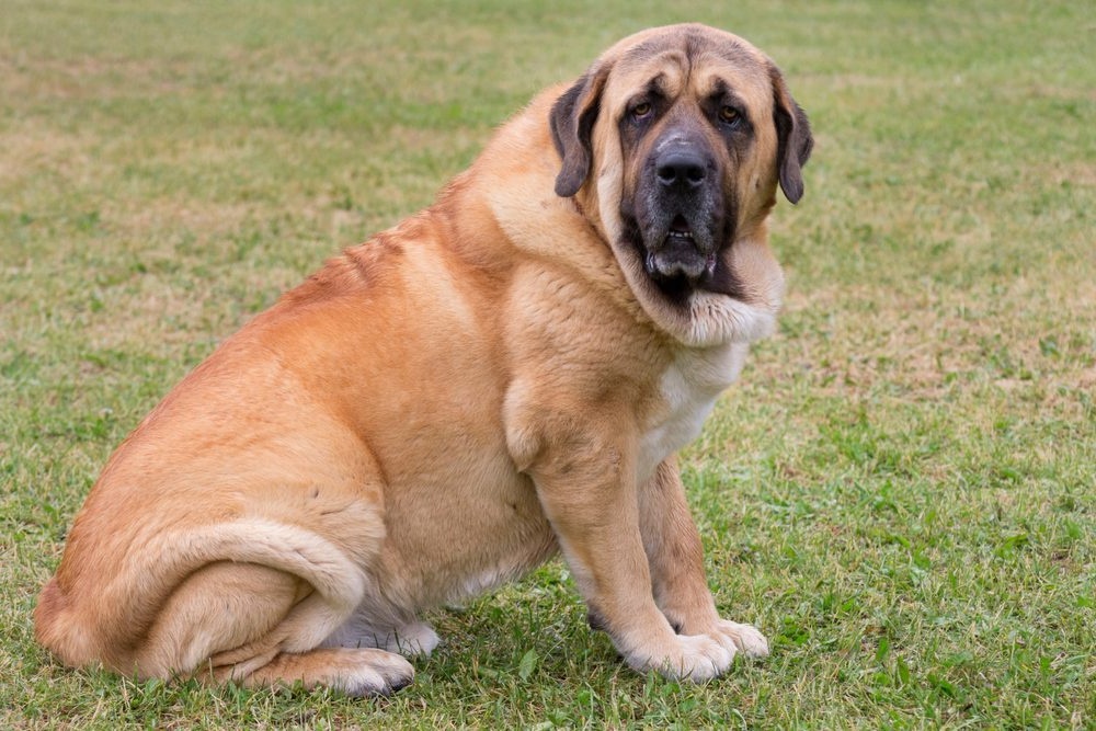 Spanish Mastiff standing beside a path