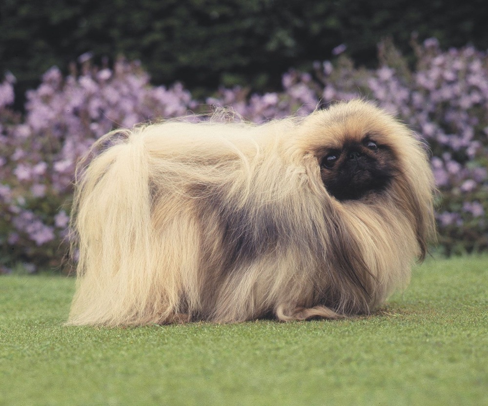 Pekingese standing outdoors
