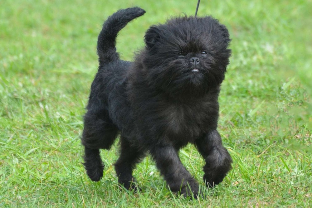 Affenpinscher standing with a wiry coat