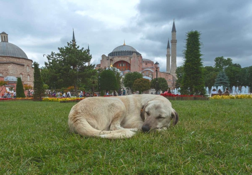 Large Turkish livestock guardian dog standing outdoors