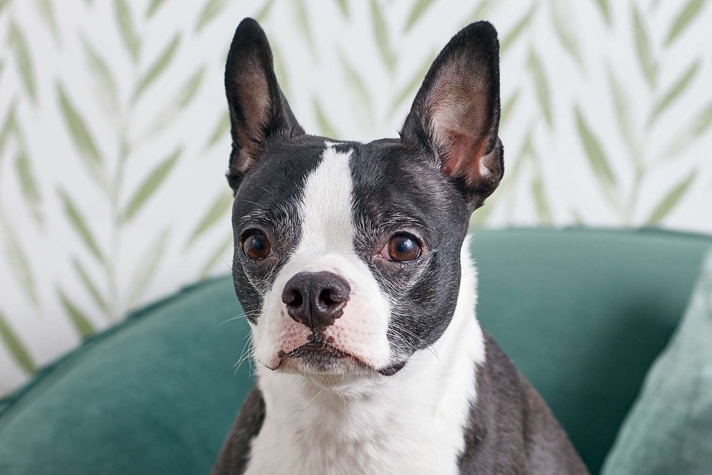 Boston Terrier sitting on grass