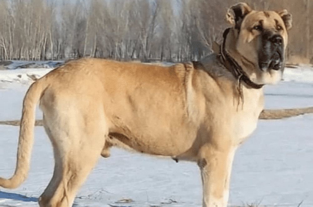 Large mastiff-type dog standing in profile