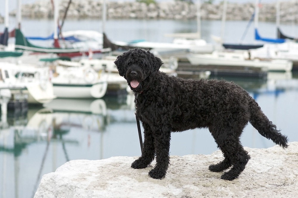 Dog with damp coat standing outdoors