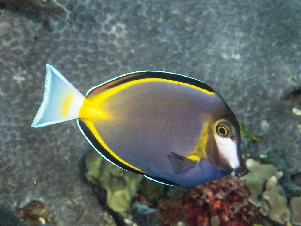 Dog looking to the side in daylight